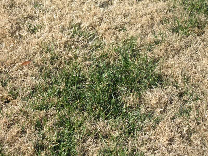 How do you grow Zoysia sod?